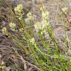 Stackhousia monogyna (Creamy Candles) at Aranda, ACT - 23 Sep 2024 by MatthewFrawley