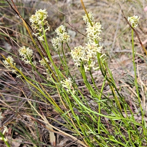 Stackhousia monogyna at Aranda, ACT - 23 Sep 2024 02:34 PM