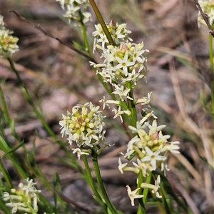 Stackhousia monogyna at Aranda, ACT - 23 Sep 2024