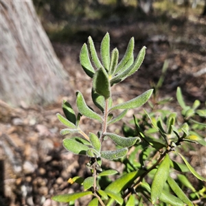 Persoonia rigida at Aranda, ACT - 23 Sep 2024 02:41 PM