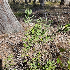 Persoonia rigida at Aranda, ACT - 23 Sep 2024 02:41 PM