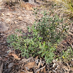 Persoonia rigida at Aranda, ACT - 23 Sep 2024 02:41 PM