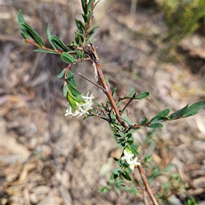 Pimelea linifolia subsp. linifolia at Yarralumla, ACT - 23 Sep 2024