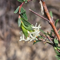 Pimelea linifolia subsp. linifolia at Yarralumla, ACT - 23 Sep 2024