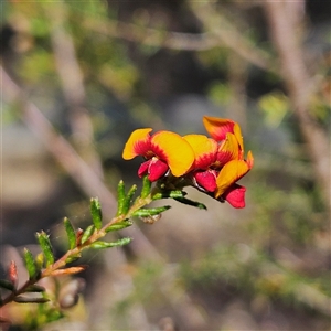 Dillwynia phylicoides at Yarralumla, ACT - 23 Sep 2024