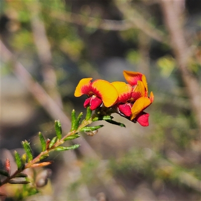 Dillwynia phylicoides (A Parrot-pea) at Yarralumla, ACT - 23 Sep 2024 by MatthewFrawley