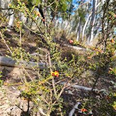 Dillwynia phylicoides at Yarralumla, ACT - 23 Sep 2024