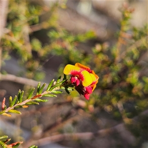 Dillwynia phylicoides at Yarralumla, ACT - 23 Sep 2024