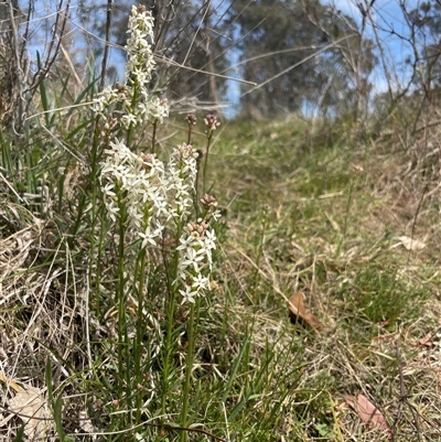 Stackhousia monogyna (Creamy Candles) at Throsby, ACT - 24 Sep 2024 by leith7