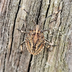 Unidentified Shield, Stink or Jewel Bug (Pentatomoidea) at Braidwood, NSW - 24 Sep 2024 by MatthewFrawley