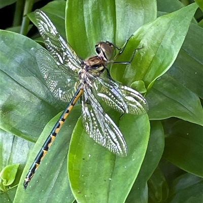 Hemicordulia australiae (Australian Emerald) at Bagotville, NSW - 23 Sep 2024 by Bagotville