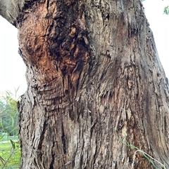 Unidentified Gum Tree at Bagotville, NSW - 22 Sep 2024 by Bagotville