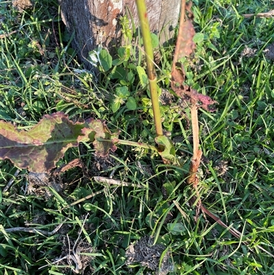 Unverified Other Wildflower or Herb at Bagotville, NSW - 22 Sep 2024 by Bagotville