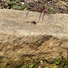 Diplacodes bipunctata at Aranda, ACT - 24 Sep 2024