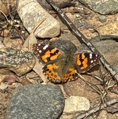 Vanessa kershawi (Australian Painted Lady) at Aranda, ACT - 24 Sep 2024 by Jubeyjubes