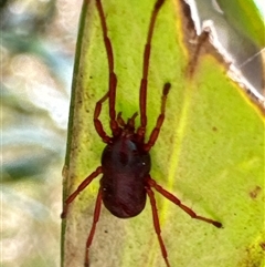 Rainbowia sp. (genus) (A mite) at Aranda, ACT - 24 Sep 2024 by Jubeyjubes