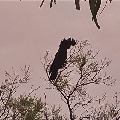 Calyptorhynchus banksii (Red-tailed Black-cockatoo) at Wunaamin Miliwundi Ranges, WA - 24 Sep 2024 by Mike