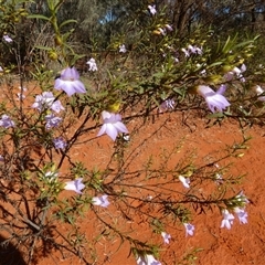 Eremophila goodwinii subsp. goodwinii at Thargomindah, QLD - 18 Aug 2024 by Paul4K