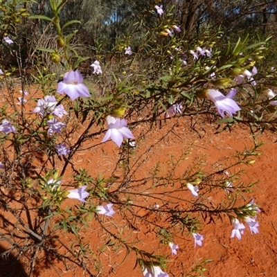 Eremophila goodwinii subsp. goodwinii at Thargomindah, QLD - 18 Aug 2024 by Paul4K