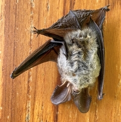 Nyctophilus sp. (genus) (A long-eared bat) at Oallen, NSW - 7 Sep 2024 by mcosgrove