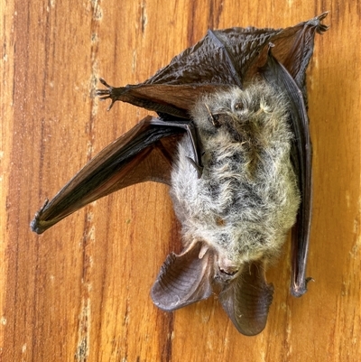 Nyctophilus sp. (genus) (A long-eared bat) at Oallen, NSW - 7 Sep 2024 by mcosgrove