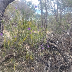 Solanum linearifolium at Lyneham, ACT - 24 Sep 2024 01:58 PM