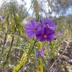 Solanum linearifolium at Lyneham, ACT - 24 Sep 2024 01:58 PM