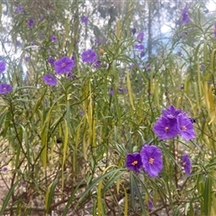 Solanum linearifolium at Lyneham, ACT - 24 Sep 2024 01:55 PM