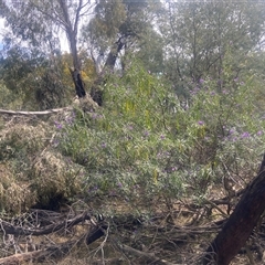 Solanum linearifolium (Kangaroo Apple) at Lyneham, ACT - 24 Sep 2024 by CrimePaysbutConservationDoesnt