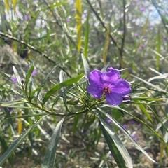 Solanum linearifolium at Lyneham, ACT - 24 Sep 2024