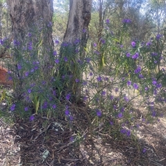 Solanum linearifolium (Kangaroo Apple) at Lyneham, ACT - 24 Sep 2024 by CrimePaysbutConservationDoesnt