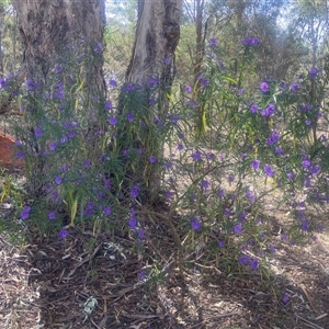 Solanum linearifolium at Lyneham, ACT - 24 Sep 2024