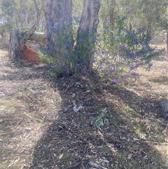 Solanum linearifolium at Lyneham, ACT - 24 Sep 2024