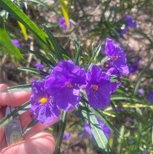 Solanum linearifolium at Lyneham, ACT - 24 Sep 2024