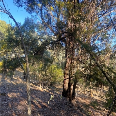 Acacia decurrens (Green Wattle) at Lyneham, ACT - 17 Sep 2024 by CrimePaysbutConservationDoesnt