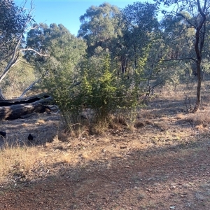 Pyracantha fortuneana at Lyneham, ACT - 18 Sep 2024