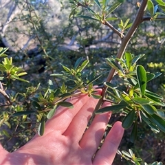 Pyracantha fortuneana at Lyneham, ACT - 18 Sep 2024