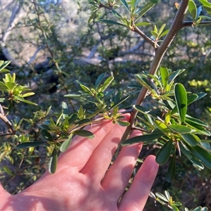 Pyracantha fortuneana at Lyneham, ACT - 18 Sep 2024