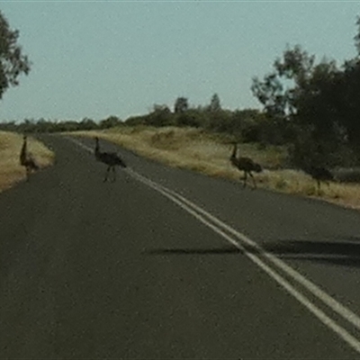 Dromaius novaehollandiae (Emu) at Thargomindah, QLD - 18 Aug 2024 by Paul4K