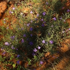 Eremophila gilesii (Charleville Turkey-Bush) at Thargomindah, QLD - 18 Aug 2024 by Paul4K