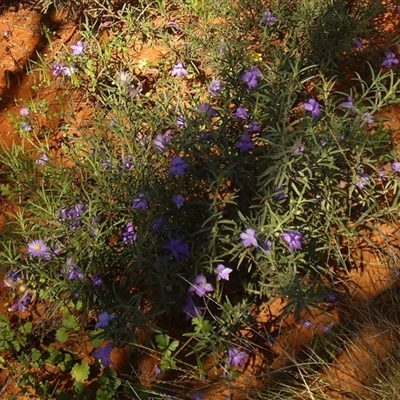 Eremophila gilesii (Charleville Turkey-Bush) at Thargomindah, QLD - 18 Aug 2024 by Paul4K