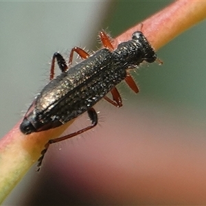 Lemidia subaenea at Hall, ACT - 24 Sep 2024