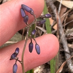 Dianella caerulea (Common Flax Lily) at Tullarwalla, NSW - 24 Sep 2024 by lbradley