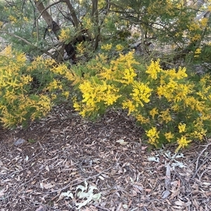 Acacia decurrens at Lyneham, ACT - 18 Sep 2024