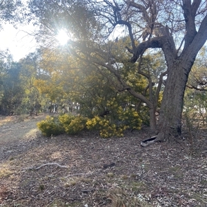 Acacia decurrens at Lyneham, ACT - 18 Sep 2024