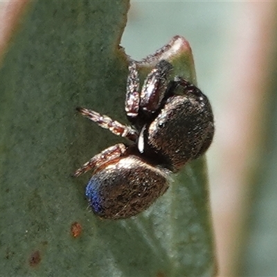 Simaethula sp. (genus) (A jumping spider) at Hall, ACT - 24 Sep 2024 by Anna123