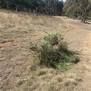 Grevillea lanigera at Lyneham, ACT - 24 Sep 2024