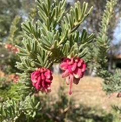 Grevillea lanigera at Lyneham, ACT - 24 Sep 2024