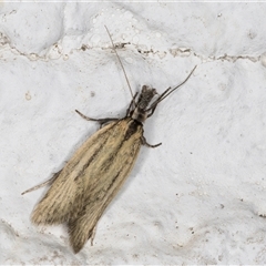 Thema protogramma at Melba, ACT - 23 Sep 2024 09:45 PM