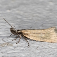 Thema protogramma at Melba, ACT - 23 Sep 2024 09:45 PM